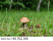 Leccinum mushroom on a forest clearing among green grass. Стоковое фото, фотограф Игорь Кляхин / Фотобанк Лори