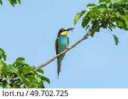 European bee-eater with a bee in its beak perched on a branch against a blue sky. Стоковое фото, фотограф Игорь Кляхин / Фотобанк Лори
