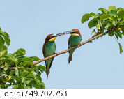 Bee-eater passing an insect care and partnership in nature. Стоковое фото, фотограф Игорь Кляхин / Фотобанк Лори