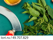 Cut bush of fresh nettle leaves and old grass knife. Top view. Nettle fresh green leaves and knife. Стоковое фото, агентство Ingram Publishing / Фотобанк Лори