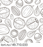 Hand drawn seamless pattern with coconut, brazilian nut and macadamia nuts. Vector background with nuts. Стоковая иллюстрация, агентство Ingram Publishing / Фотобанк Лори