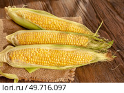 Fresh ripe corncobs on a brown wooden background. Rural still life with sweet corn. Стоковое фото, агентство Ingram Publishing / Фотобанк Лори