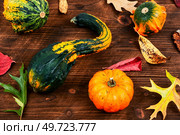 Autumn pumpkins and beautiful autumn leaves. Autumn harvest concept.. Autumn decorative gourds and pumpkins. Стоковое фото, агентство Ingram Publishing / Фотобанк Лори