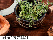 Marjoram, spice with a sweet smell and a medicinal plant. Marjoram leaves. Raw sprig of marjoram, spice on old table. Стоковое фото, агентство Ingram Publishing / Фотобанк Лори