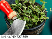 Marjoram, a hot spice with a sweet smell, medicinal plant. Origanum majorana. Fresh marjoram and herb knife on table. Стоковое фото, агентство Ingram Publishing / Фотобанк Лори
