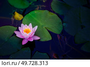 Beautiful natural background. Pink water lily flower Nymphaeum "Madame Wilfron Gonner" floats in the pond. Стоковое фото, фотограф Лазаренко Светлана / Фотобанк Лори