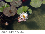 White, water lilies grow in a pond close-up. Стоковое фото, фотограф Татьяна Ляпи / Фотобанк Лори