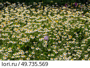 The daisies grow in a meadow close-up. Стоковое фото, фотограф Татьяна Ляпи / Фотобанк Лори