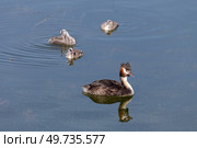 Wild waterfowl (Podiceps cristatus) with little chicks close-up. Стоковое фото, фотограф Татьяна Ляпи / Фотобанк Лори