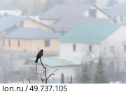 Черный дрозд на фоне частных домов (2023 год). Стоковое фото, фотограф Сергей Мартынов / Фотобанк Лори