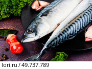 Two fresh mackerels or scomber and ingredients for cooking. Preparing mackerel fish to cook.. Fresh whole mackerel fish. Стоковое фото, агентство Ingram Publishing / Фотобанк Лори