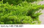 Different types of shrubbery, shrubs, stone path surrounded by evergreen trees. Professional Landscaping with lots of flowers, plants, rocks on the ground. Garden Daily Idea. English style. Real Video. Стоковое видео, видеограф Марина Демидюк / Фотобанк Лори