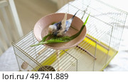 Parrot is bathing in a bowl of water next to the cage. Budgie splashing. Domestic animals healthy lifestyle. Pets care. Budgerigar bird funny video. Parakeet with wet feathers after swimming. 4K. Стоковое видео, видеограф Марина Демидюк / Фотобанк Лори