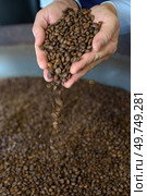 the hands scooping coffee grains. Стоковое фото, агентство Ingram Publishing / Фотобанк Лори