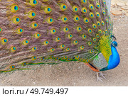 Большой красивый павлин в зоопарке. Beautiful Peacock in zoo. Стоковое фото, фотограф Татьяна Д / Фотобанк Лори