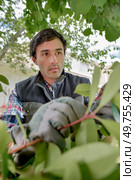 Young gardener pruning a bush. Стоковое фото, агентство Ingram Publishing / Фотобанк Лори