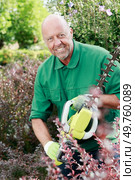 happy man cutting hedge with electric hedgecutter. Стоковое фото, агентство Ingram Publishing / Фотобанк Лори