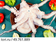 Fresh, whole octopus on table. Photo of a raw octopus, showcasing its intricate tentacles and texture.. Common octopus or squid frozen. Стоковое фото, агентство Ingram Publishing / Фотобанк Лори