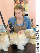 small dog getting hair cut at dog grooming salon. Стоковое фото, агентство Ingram Publishing / Фотобанк Лори