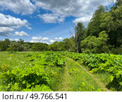 Летний пейзаж. Заросли борщевика вдоль дороги. Summer landscape. Thickets of hogweed along the road. Стоковое фото, фотограф Александр Рыбалка / Фотобанк Лори