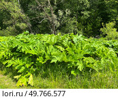 Летний пейзаж. Заросли борщевика. Summer landscape. Thickets of hogweed. Стоковое фото, фотограф Александр Рыбалка / Фотобанк Лори