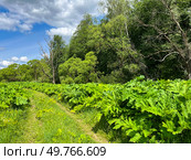 Летний пейзаж. Заросли борщевика вдоль дороги. Summer landscape. Thickets of hogweed along the road. Стоковое фото, фотограф Александр Рыбалка / Фотобанк Лори