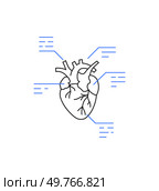 Detailed anatomical heart with annotations. Designed for medical education, biology classes, or healthcare training. Focuses on key parts of the heart in a clear, educational format.. Annotated anatomical heart illustration representing medical education or biological studies. Стоковая иллюстрация, агентство Ingram Publishing / Фотобанк Лори