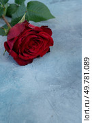 Crimson red rose flower close up, Valentine’s Day background, copy space. Crimson red rose flowers. Стоковое фото, агентство Ingram Publishing / Фотобанк Лори
