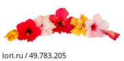 border of multicolored hibiscus flowers isolated on white background. hibiscus flower border. Стоковое фото, агентство Ingram Publishing / Фотобанк Лори