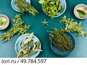 A variety of fresh and dried herbs. Bunches of mint, thyme, rosemary, sage and marjoram.. Mix of herbs. Стоковое фото, агентство Ingram Publishing / Фотобанк Лори