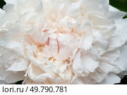 beautiful soft pink peony blooming flower as background at sunny day. extreme macro. Стоковое фото, агентство Ingram Publishing / Фотобанк Лори