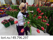 Выставка-продажа «Пассаж в цветах» в Петровском Пассаже. Девушка-флорист составляет букет из тюльпанов. (2023 год). Редакционное фото, фотограф Дмитрий Киселёв / Фотобанк Лори