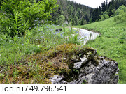 Ущелье реки Курджипс, Плато Лаго-Наки, Адыгея. Стоковое фото, фотограф Оглоблин Андрей Николаевич / Фотобанк Лори