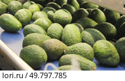 Fresh ripe appetizing avocado running on rolling conveyor of production line. Стоковое видео, видеограф Яков Филимонов / Фотобанк Лори