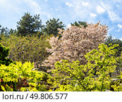 Нежные розовые цветы сакуры (Prunus serrulata) в Японском саду парка Айвазовское, Партенит, Крым (2021 год). Стоковое фото, фотограф Сергей Никифоров-Гордеев / Фотобанк Лори