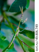 Богомол Empusa Pennata. Стоковое фото, фотограф Дмитрий Кравченко / Фотобанк Лори