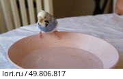 Parrot is bathing in a bowl of water next to the cage. Budgie splashing. Domestic animals healthy lifestyle. Pets care. Budgerigar bird funny video. Parakeet with wet feathers after swimming. 4K. Стоковое видео, видеограф Марина Демидюк / Фотобанк Лори