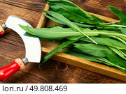 Fresh ramsons leaves on wooden surface. Wild Leeks (Ramps or wild onions). Gourmet vegetarian.. Wild Spring Ramps. Стоковое фото, агентство Ingram Publishing / Фотобанк Лори