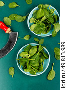 Raw spinach leaves on the kitchen table. Fresh spinach salad preparation kitchen recipe. Top view.. Fresh spinach leaves. Стоковое фото, агентство Ingram Publishing / Фотобанк Лори