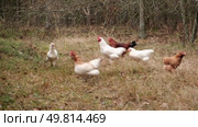 Rooster and white chickens in a homestead foraging feed at Backyard Coop. Brown hen wandering in a farmyard. Breeding livestock animals in agribusiness for free range organic egg and poultry industry. Стоковое видео, видеограф Марина Демидюк / Фотобанк Лори