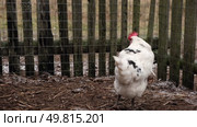 Rooster and white chickens in a homestead foraging feed at Backyard Coop. Brown hen wandering in a farmyard. Breeding livestock animals in agribusiness for free range organic egg and poultry industry. Стоковое видео, видеограф Марина Демидюк / Фотобанк Лори