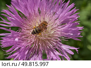 Psephellus whitewashed (lat. Psephellus dealbatus) is an herbaceous plant, a species of the genus Psephellus, of the Asteraceae family. The bee collects pollen and nectar from the flowers. Стоковое фото, фотограф Андрей Жигальцов / Фотобанк Лори