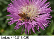 Psephellus whitewashed (lat. Psephellus dealbatus) is an herbaceous plant, a species of the genus Psephellus, of the Asteraceae family. The bee collects pollen and nectar from the flowers. Стоковое фото, фотограф Андрей Жигальцов / Фотобанк Лори