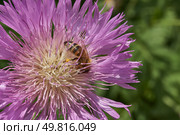 Psephellus whitewashed (lat. Psephellus dealbatus) is an herbaceous plant, a species of the genus Psephellus, of the Asteraceae family. The bee collects pollen and nectar from the flowers. Стоковое фото, фотограф Андрей Жигальцов / Фотобанк Лори