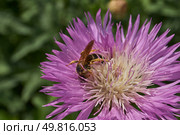 Psephellus whitewashed (lat. Psephellus dealbatus) is an herbaceous plant, a species of the genus Psephellus, of the Asteraceae family. The bee collects pollen and nectar from the flowers. Стоковое фото, фотограф Андрей Жигальцов / Фотобанк Лори