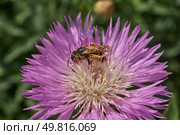 Psephellus whitewashed (lat. Psephellus dealbatus) is an herbaceous plant, a species of the genus Psephellus, of the Asteraceae family. The bee collects pollen and nectar from the flowers. Стоковое фото, фотограф Андрей Жигальцов / Фотобанк Лори