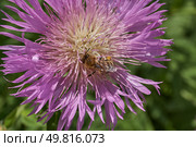Psephellus whitewashed (lat. Psephellus dealbatus) is an herbaceous plant, a species of the genus Psephellus, of the Asteraceae family. The bee collects pollen and nectar from the flowers. Стоковое фото, фотограф Андрей Жигальцов / Фотобанк Лори