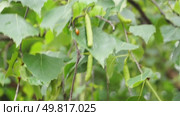 Green birch leaves with buds swing in the wind. Стоковое видео, видеограф Ярославский Максим / Фотобанк Лори