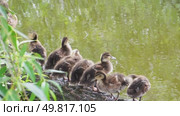 A group of ducklings are standing on a log in a pond. Стоковое видео, видеограф Ярославский Максим / Фотобанк Лори