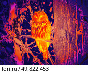 Infrared Thermal Image of Ural owl Strix uralensis. Стоковое фото, фотограф Ольга Сергеева / Фотобанк Лори